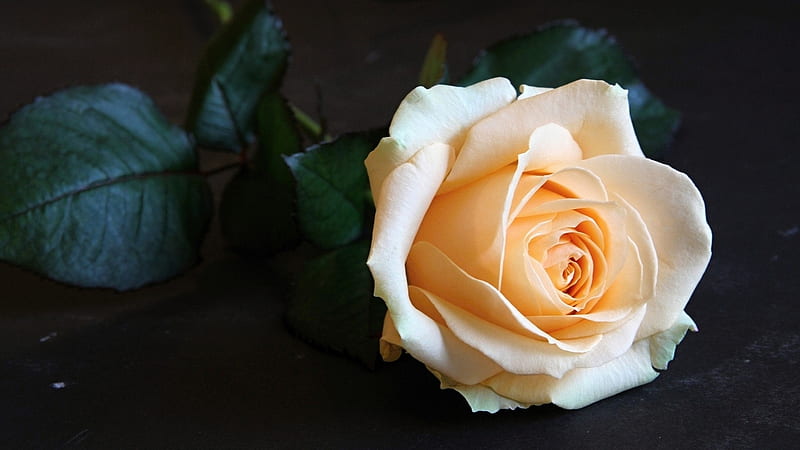 For my dear Shayna, flower, os, rose, love, HD wallpaper