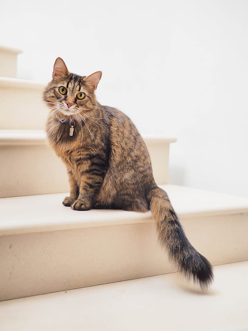 brown tabby cat on white stairs, HD phone wallpaper