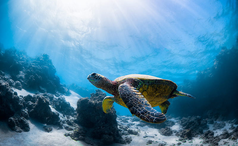 Animal, Turtle, Sea Life, Underwater, HD wallpaper
