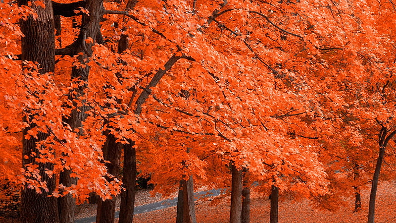Orange Leafed Trees In Forest Nature Hd Wallpaper Peakpx