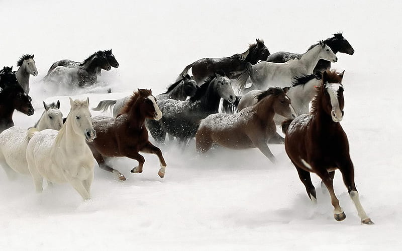 Winter Scaping Horses, life, horses, winter, snow, abstarct, wild, running, nature, white, animals, HD wallpaper