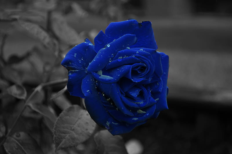 Rosa azul, rosa, flor, flores, naturaleza, hermosa, rosas, azul, Fondo de  pantalla HD | Peakpx
