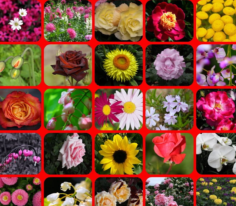 TWENTY FIVE FLOWERS, pretty, flowers, colours, collage, HD wallpaper
