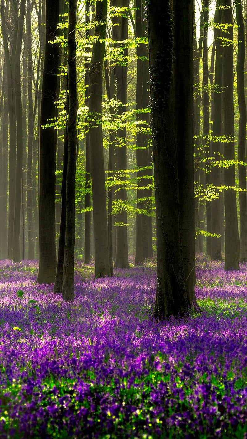Lavender, field, flower, forest, nature, purple, HD phone wallpaper | Peakpx