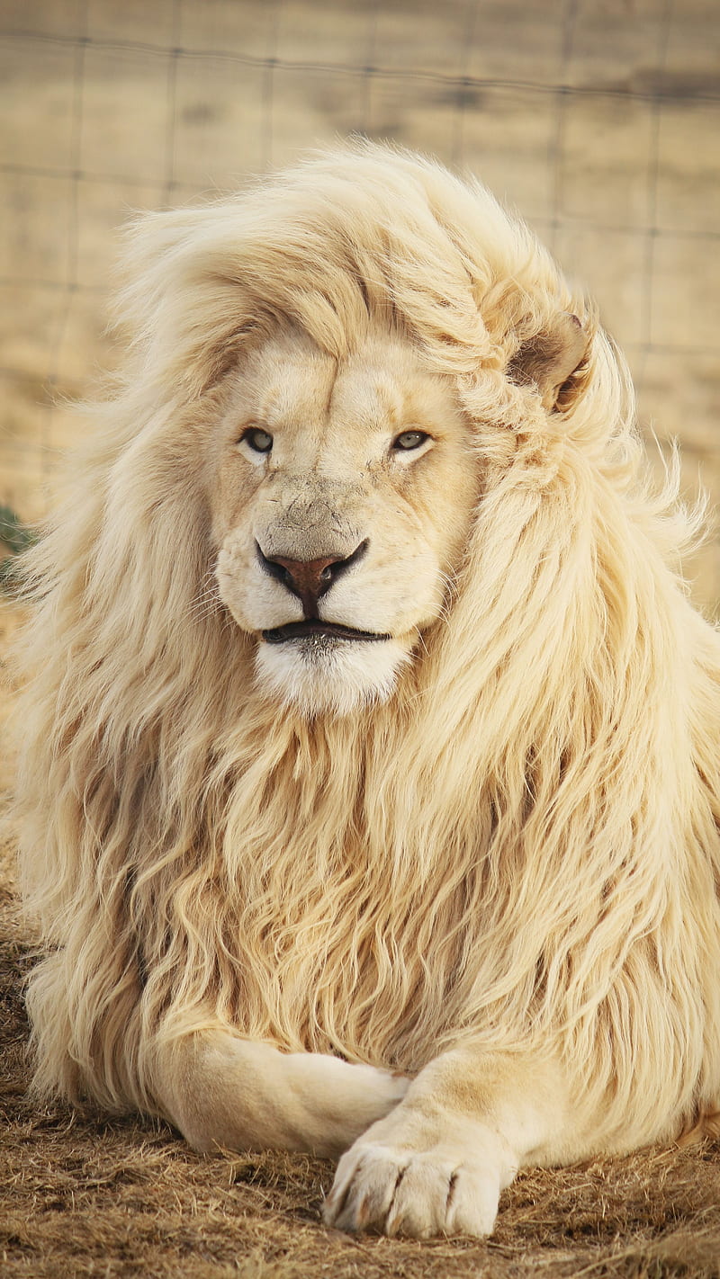 King Lion , #king, #king of kings, #lion, #be the king, HD phone wallpaper