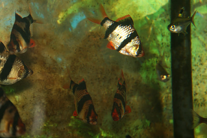 Tiger barbs again, tropical fish, fish, aquarium, HD wallpaper