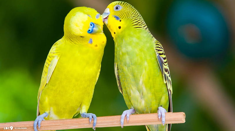 Two Budgies In Love, Two, Love, Budgies, In, HD wallpaper