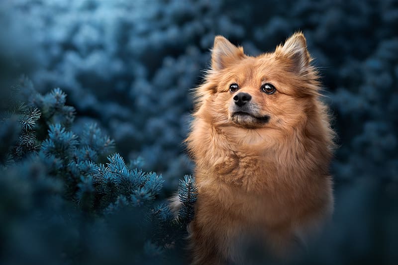 30+ Lavender Pomeranian Stock Photos, Pictures & Royalty-Free Images -  iStock