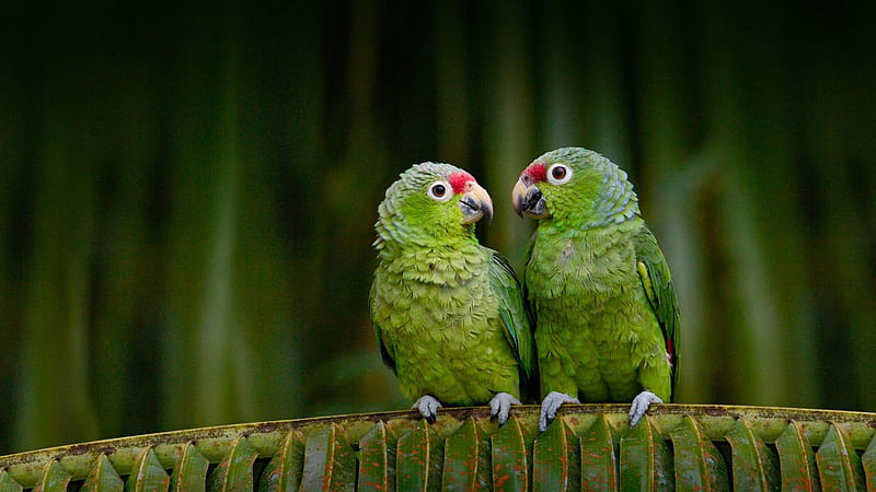 Two Little Green Parrots Are Standing On Tree Leaves Branch Birds, HD wallpaper