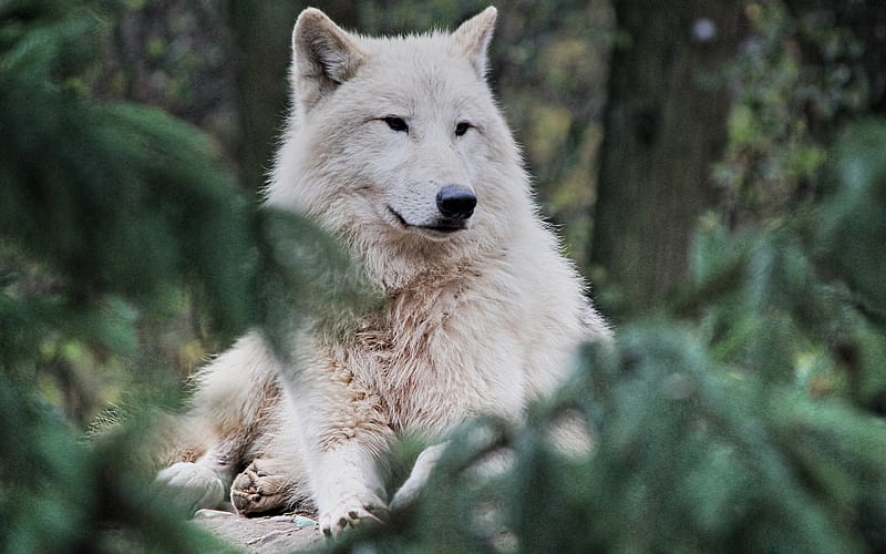 Arctic wolf, predator, white wolf, wildlife, wolves, wild animals, forest  animals, HD wallpaper | Peakpx