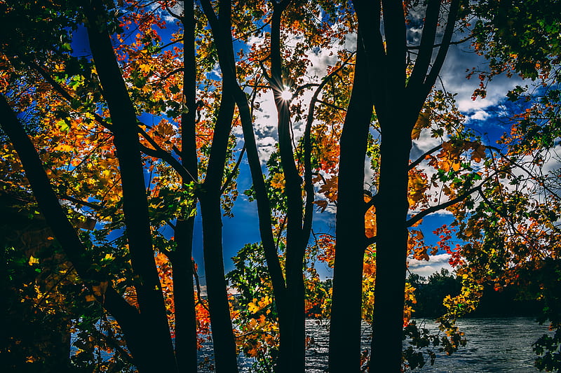 Sunbeams Between Trees In Autumn Season Daylight , sunbeam, autumn, trees, nature, HD wallpaper