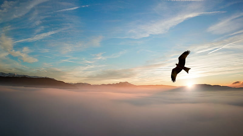 Bird Flying Over Clouds , birds, clouds, nature, HD wallpaper