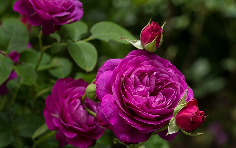 purple roses, bush, buds, purple flowers, roses, HD wallpaper
