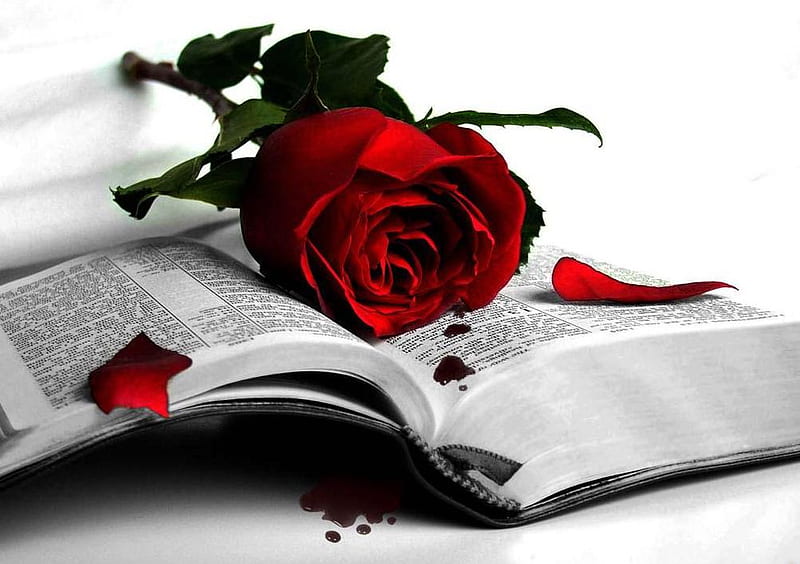 En blanco y negro, rojo, grafía, rosa, amor, flor, flores, negro, rosas,  Fondo de pantalla HD | Peakpx