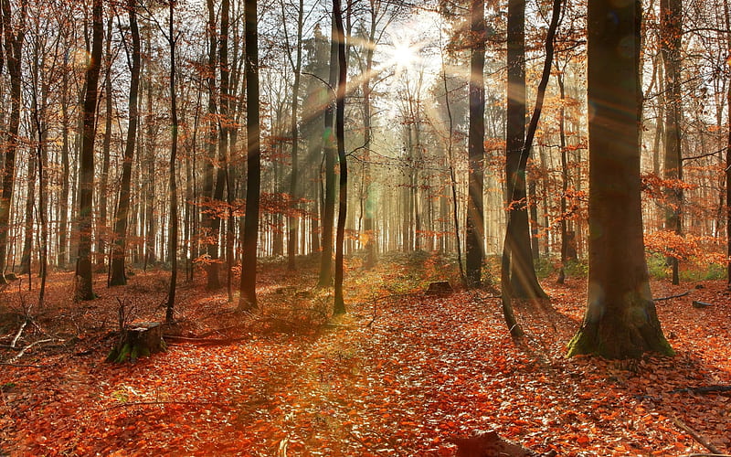 Beautiful Forest, autumn, nature, bonito, sunrise, forests, trees, HD ...