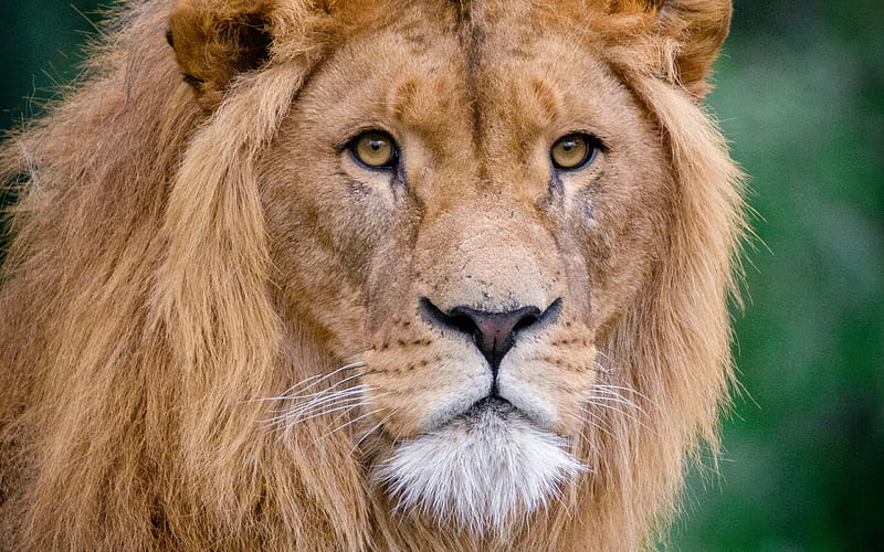 lion, muzzle, predators, king of beasts, wildlife, Panthera leo, HD wallpaper