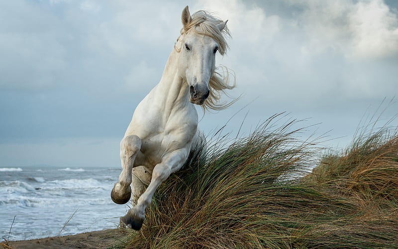 Horse, beach, running, animal, HD wallpaper