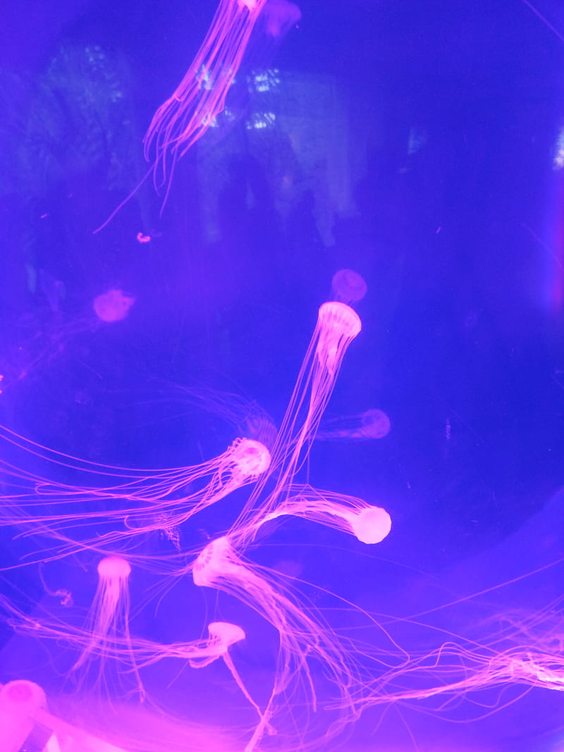 Jellyfish, fish, jelly, neon, HD phone wallpaper