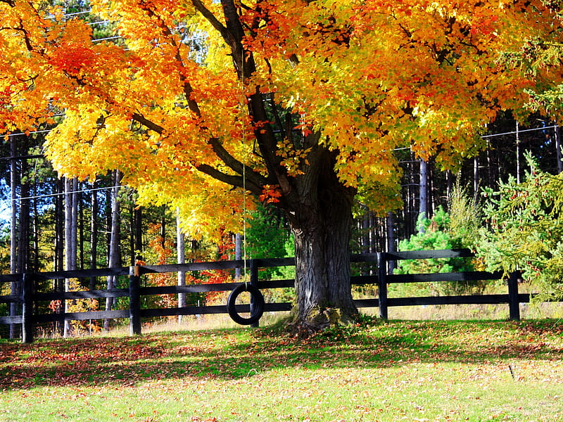 Tree tire swing, red, fence, autumn, grass, orange, golden, yellow, tree, leaves, swing, tire, HD wallpaper