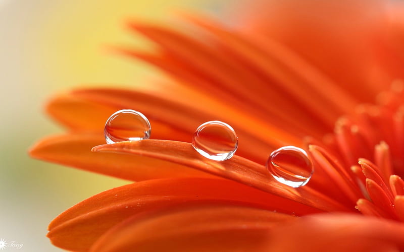 Water drops, orange, trio, close-up, macro, flower, gerbera, petals, HD wallpaper