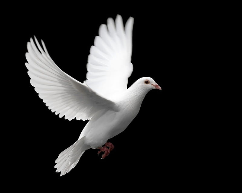White Dove, bonito, sambol, dove, peace, HD wallpaper