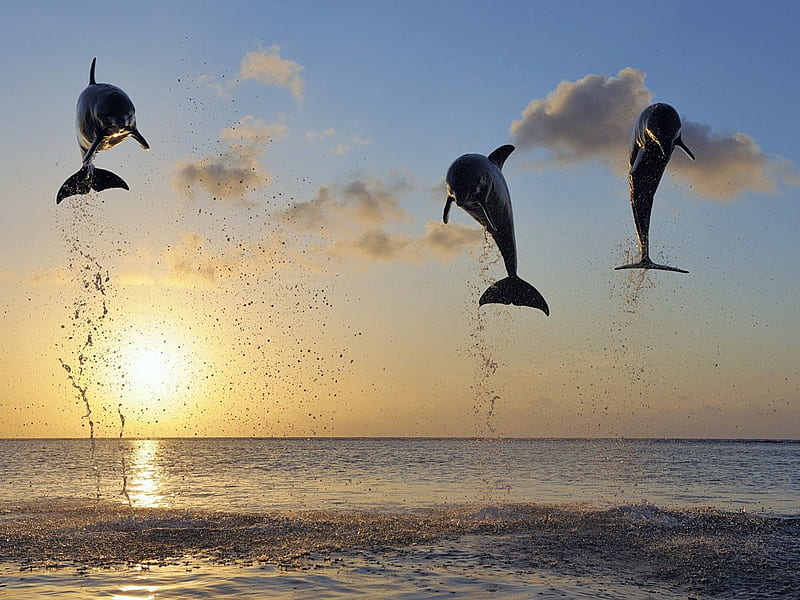 dolphin jump, dolphin, jump, sea, sunsets, HD wallpaper