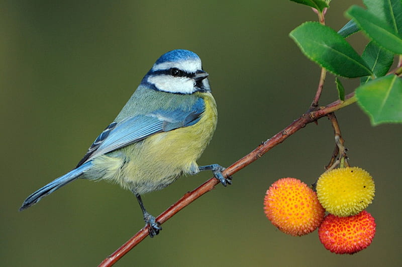 Blue Tit, bird, nature, animals, tit, blue, HD wallpaper