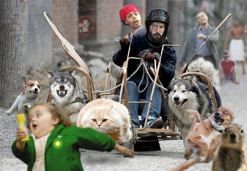 Run For Your Life Kid!, kid, leonardo dicaprio, helmet, cat, sled, monocle, dog, HD wallpaper