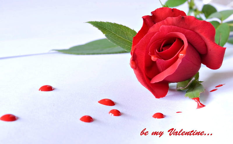 Be my Valentine, red, rose, valentine, white, card, HD wallpaper | Peakpx