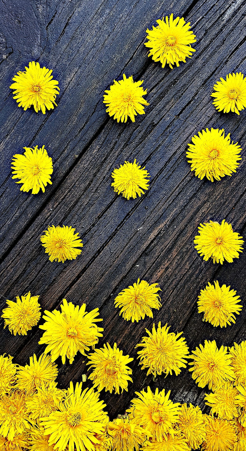 Falling Flowers, background, cute, flowers, spring wood, HD phone wallpaper