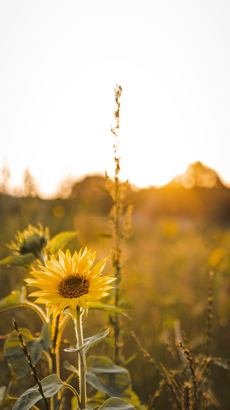 sunflower, flowers, petals, yellow, rays, HD phone wallpaper