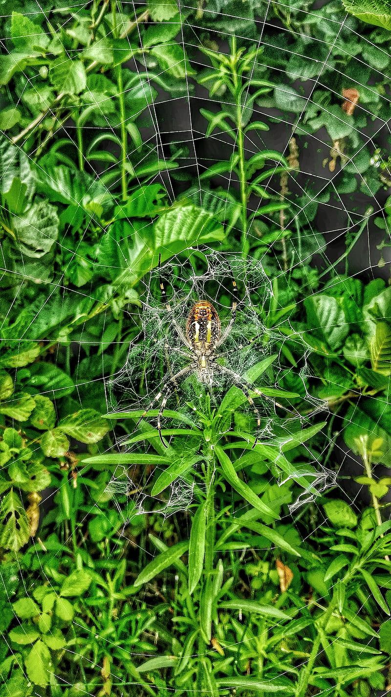 huge spider, green, iran, nature, spider, HD phone wallpaper