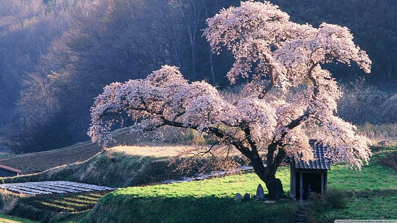 Spring in Japan, sakura, Japan spring, East, tree blossoms, flower, nature, scene, landscape, cherry, HD wallpaper