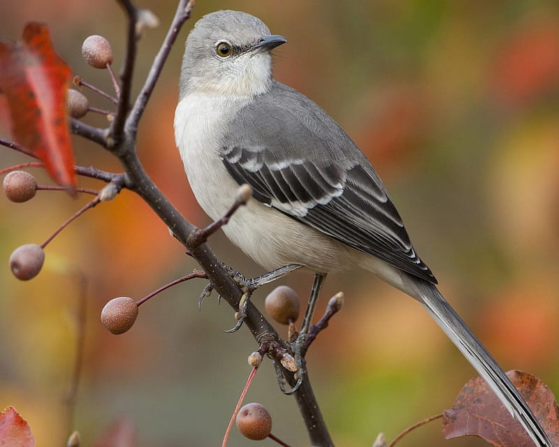 Northern Mockingbird, limb, mockingbird, bird, gray, berries, white, feathers, HD wallpaper
