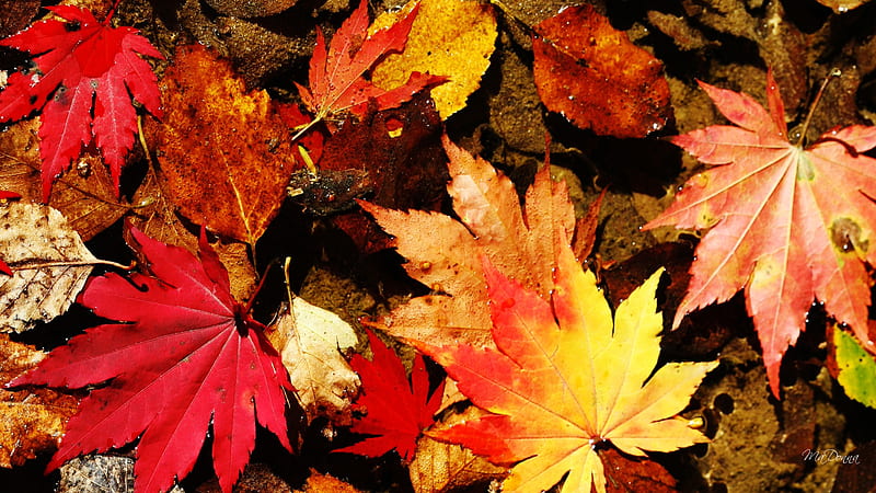 Fallen Fall, fall, autumn, leaves, orange, yellow, browns, color, HD ...