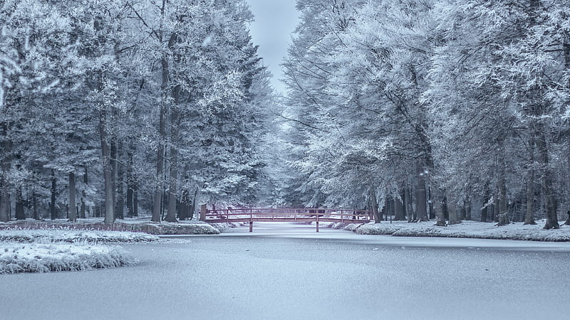 Bridge Between Pond In Frost Forest Winter, HD wallpaper