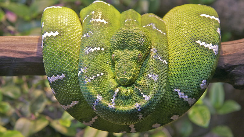Emerald Tree Boa Snake, animals, snake, predator, HD wallpaper