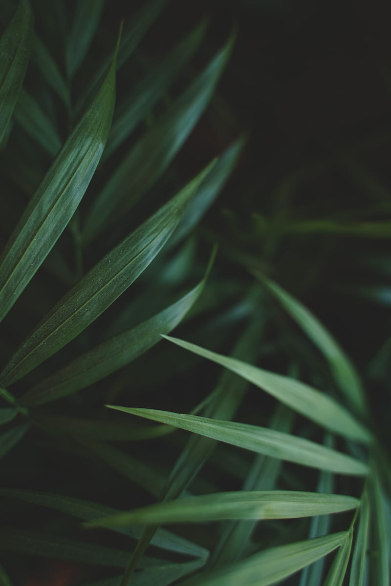 leaves, macro, plant, palm, green, HD phone wallpaper