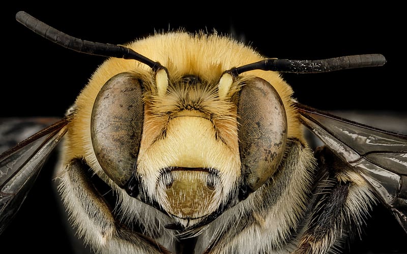Bee Anthophora Affabilis, bee, anthophora, affabilis, insect animal, entomology, macro, HD wallpaper
