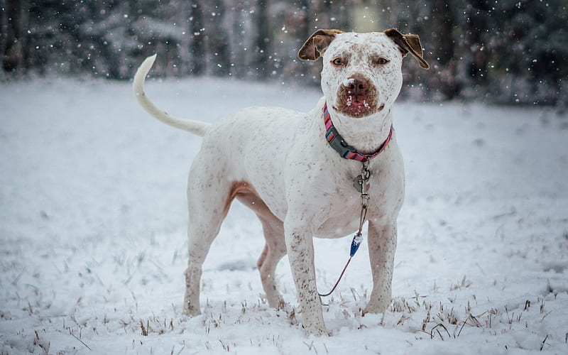 American Pit Bull Terrier winter, pets, dogs, Pit Bull Terrier, HD wallpaper