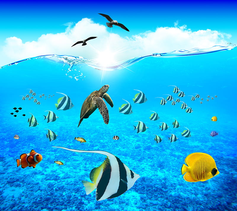 Sea Life , bird, birds, fish, fishes, sea, sun, turtle, underwater, wave, waves, HD wallpaper