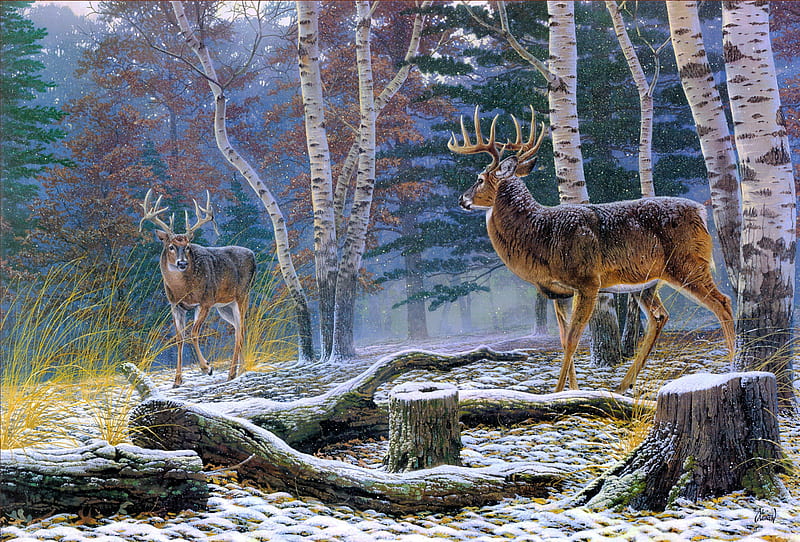 Confrontation, forest, lovely, woods, meet, bonito, trees, animal, winter, nice, snow, painting, nature, deers, HD wallpaper