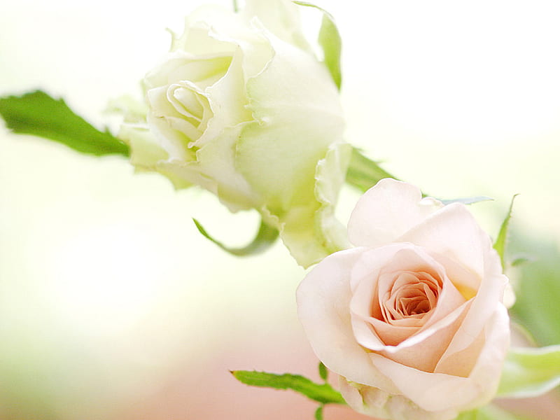 Gentle Rose. jpg, new, soft, white, pinkbud, bud, HD wallpaper