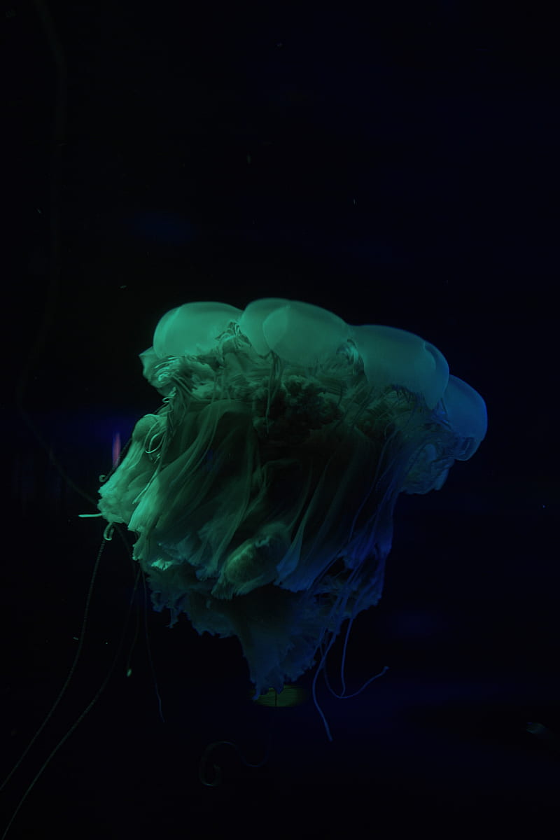 jellyfish, underwater world, dark, tentacle, HD phone wallpaper
