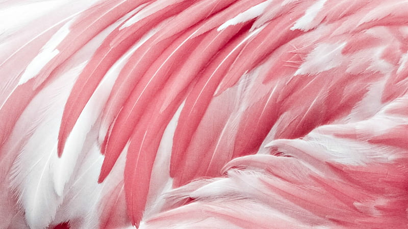 Pink feathers, feather, texture, flamingo, white, pink, HD wallpaper