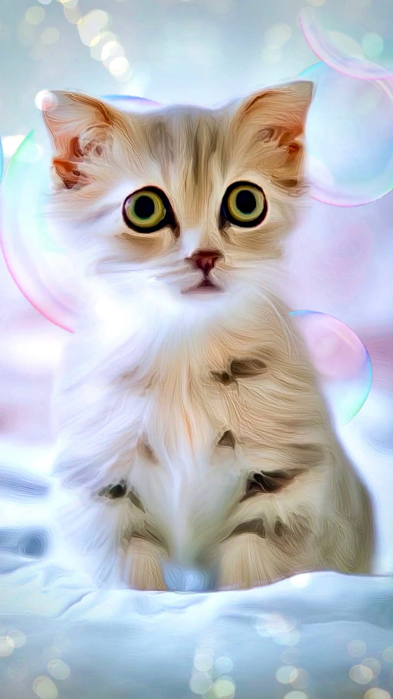 HD bubbly kitty wallpapers | Peakpx