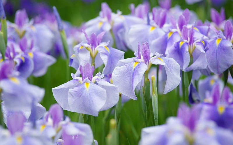 Irises, purple, green, flower, pink, field, iris, HD wallpaper