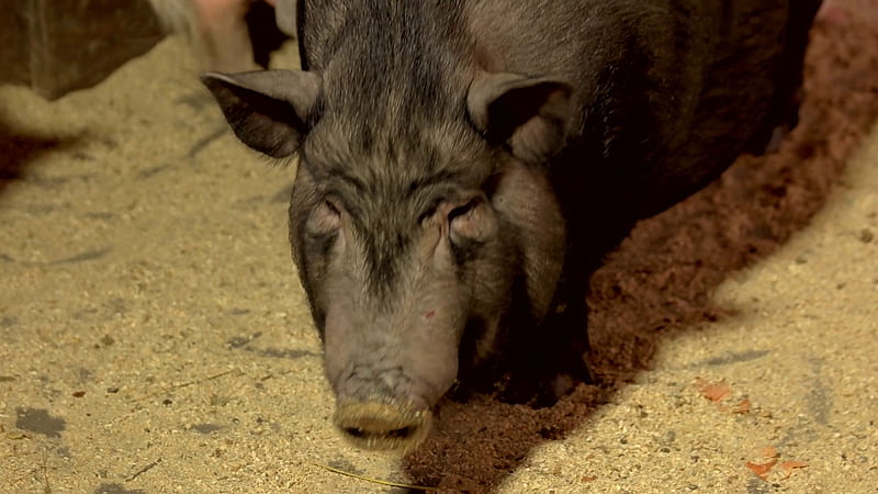 Close Up Vietnamese Pigs On The Farm. Black Pigs On The Breeding Farm. Farming Of Domestic Pigs. Stock Video Footage 00:07 SBV 331531730 Storyblocks, HD wallpaper