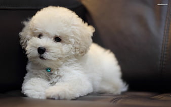 are bichon frise puppies lazy