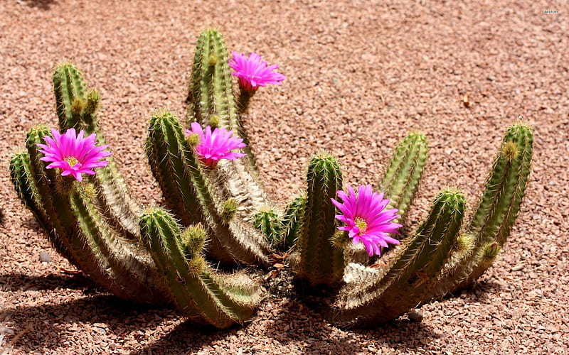 Cactus, purple flowers, Flowers, HD wallpaper | Peakpx